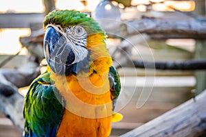 A Green and Gold Macaw in Orlando, Florida