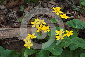 Green and Gold Marsh Marigold