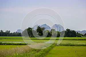 Green and gold rice fields with the background of mountain