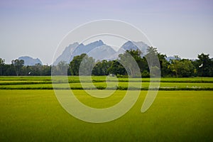 Green and gold rice fields with the background of mountain