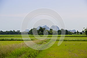 Green and gold rice fields with the background of mountain