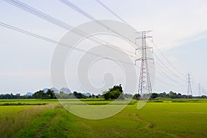 Green and gold rice fields with high voltage tower background