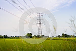 Green and gold rice fields with high voltage tower background