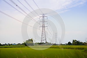 Green and gold rice fields with high voltage tower background