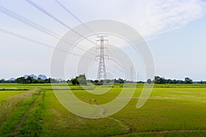 Green and gold rice fields with high voltage tower background