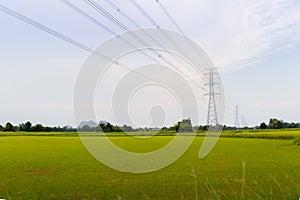 green and gold rice fields with high voltage tower background