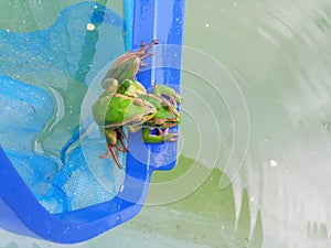 Green and Golden Bell Frog Couple