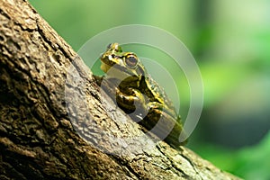 Green and golden Bell Frog or Litoria aurea from Australia