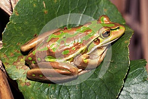 Green and Golden Bell Frog