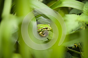 Green and Golden Bell Frog