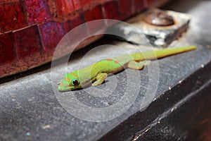 Green Golden Dust Day Gecko sunning itself
