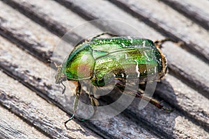 Green golden June beetle or cockchafer detail view from above