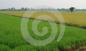 Green and Golden Terraced Rice Field.