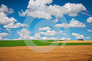 Green and golden wheat field and cloudy sky