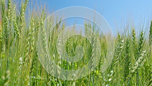 Green golden wheat waves sway in wind. Grain ripen in sun at agricultural field. Ripe cereal harvest.