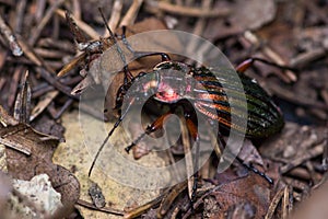 Green goldsmith beetle in forest