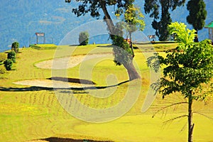 A green golf course glancing clear in a radiant morning