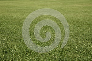 Green golf field