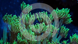 Green Goniopora Coral Tentacles Extended Vertically into Current