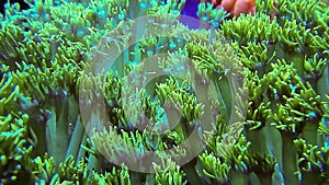 Green goniopora corals bunched together in current