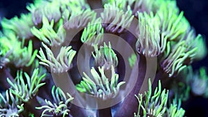 Green Goniopora Flower Pot Hard Coral Tentacles