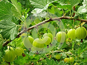 Green gooseberries