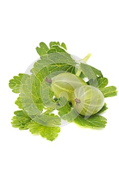 Green Gooseberries