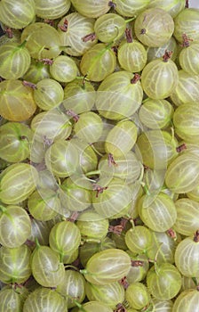 Green gooseberries