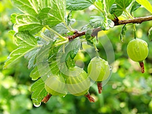 Green gooseberries