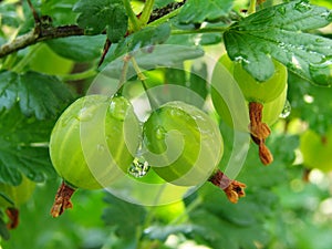 Green gooseberries