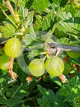 Green gooseberries on a branch of gooseberry bush in the garden