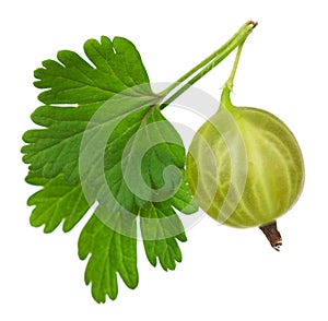 Green gooseberry