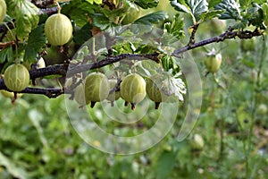 Green gooseberry bush