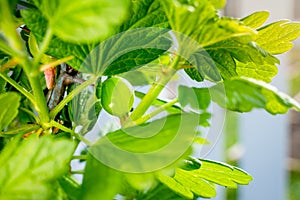 Green gooseberry growing close-up. Spring garden with berry bushes