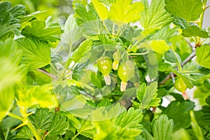 Green gooseberry growing close-up. Spring garden with berry bushes