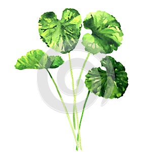 Green gotu kola leaves, Centella asiatica, asiatic or indian pennywort, Herbal Thankuni leaf, herb and medicinal plant