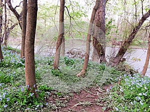 Green gound cover near river