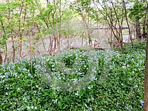 Green gound cover near river