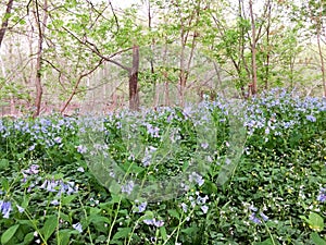 Green gound cover near river