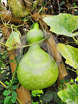 Green gourd