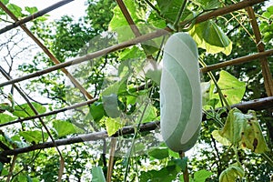 Verde zucca esterno verdura giardino 