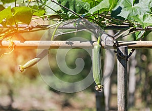 Green gourd plant inside greenhouse/green gourd plant hanging on vine