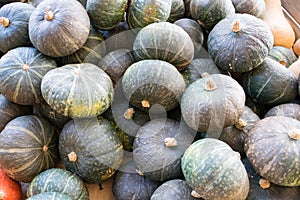 Green Gourds Bunched Up for Background