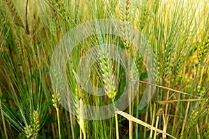 Green grain crops growing in the field