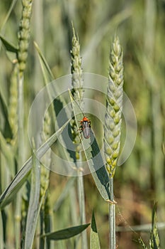 Green grain and a red bug on a big german grain field