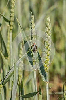 Green grain and a red bug on a big german grain field