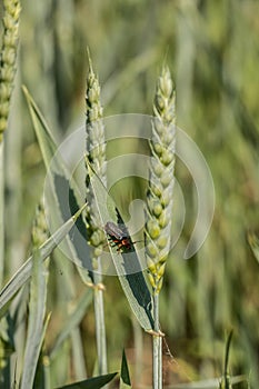 Green grain and a red bug on a big german grain field