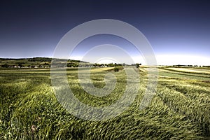 Green grain in windy day