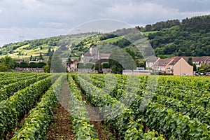 Green grand cru and premier cru vineyards with rows of pinot noir grapes plants in Cote de nuits, making of famous red Burgundy