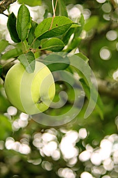 Green Granny Smith Apple